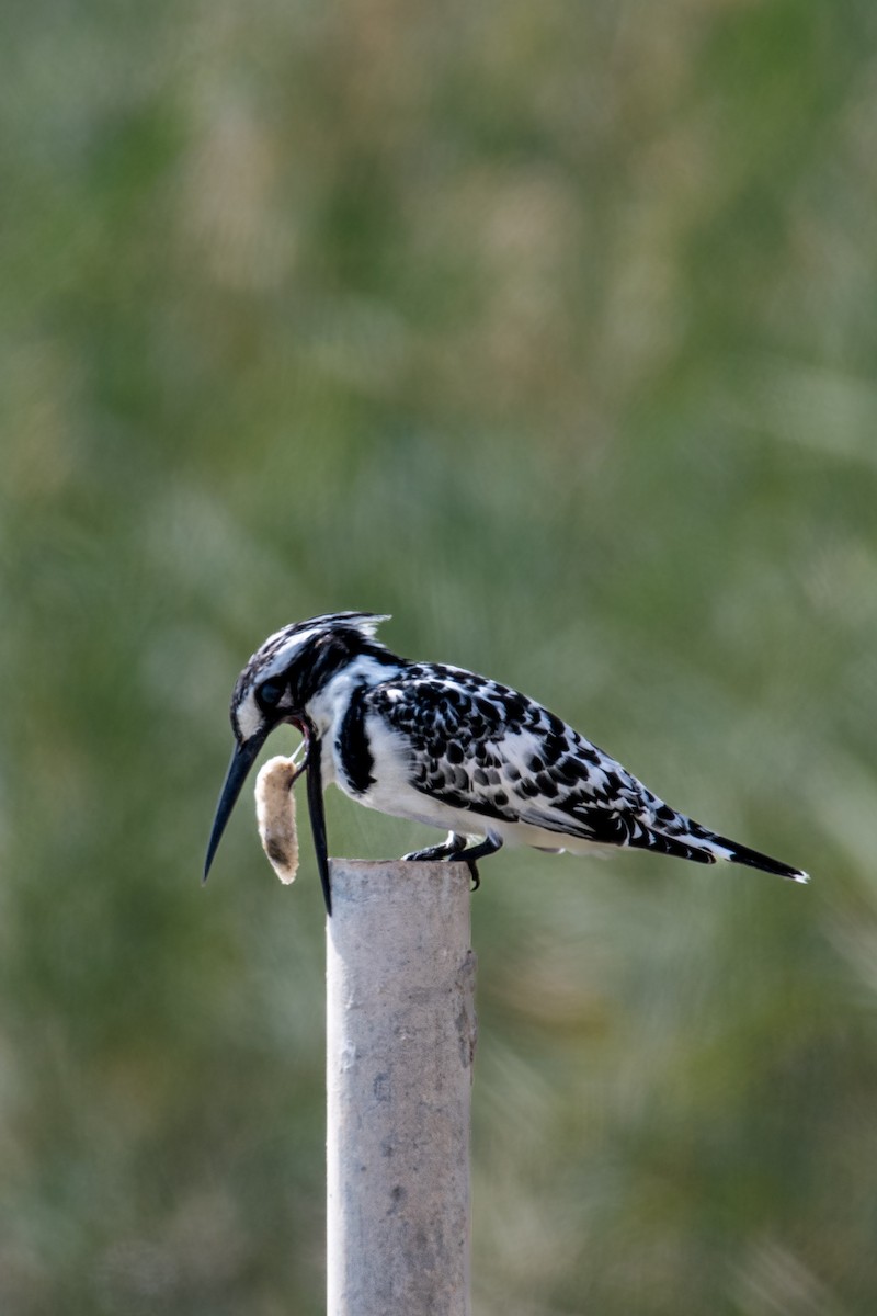 Pied Kingfisher - ML646392987