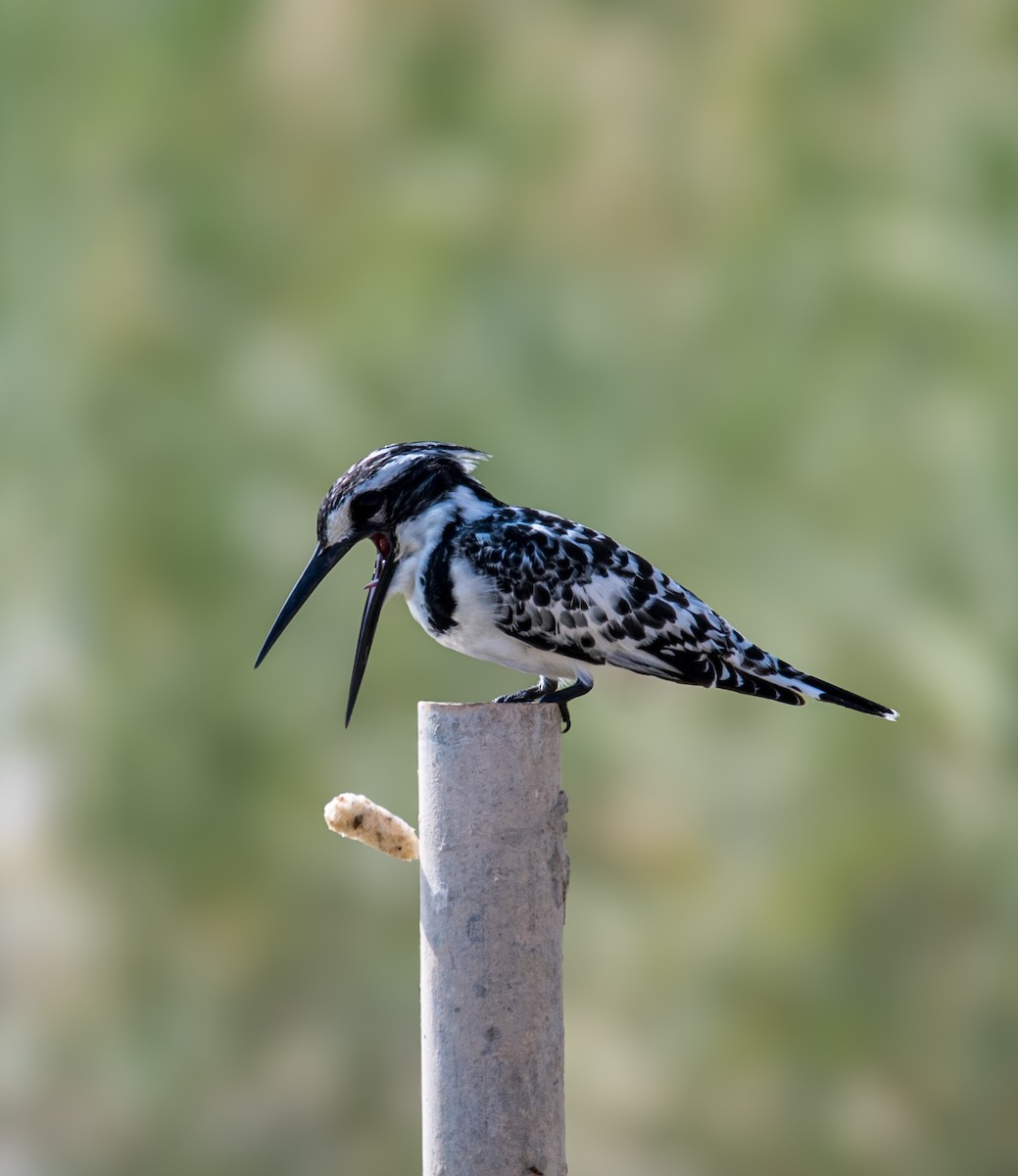 Pied Kingfisher - ML646392988