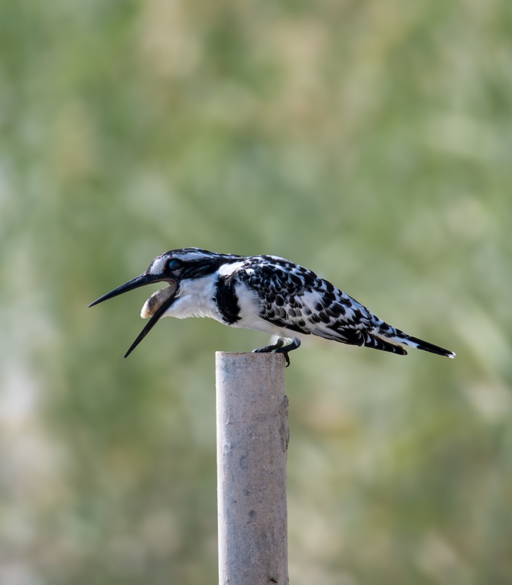 Pied Kingfisher - ML646392989