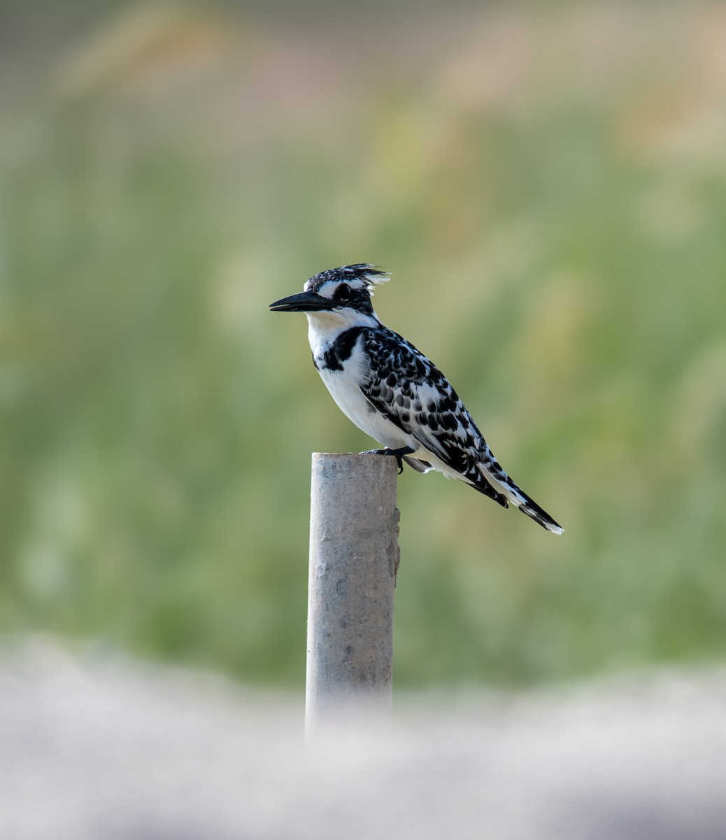 Pied Kingfisher - ML646392990