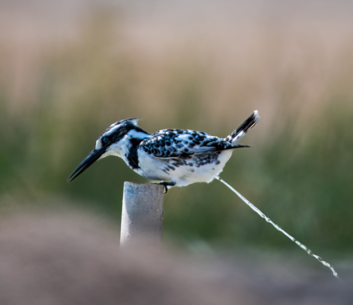 Pied Kingfisher - ML646392991