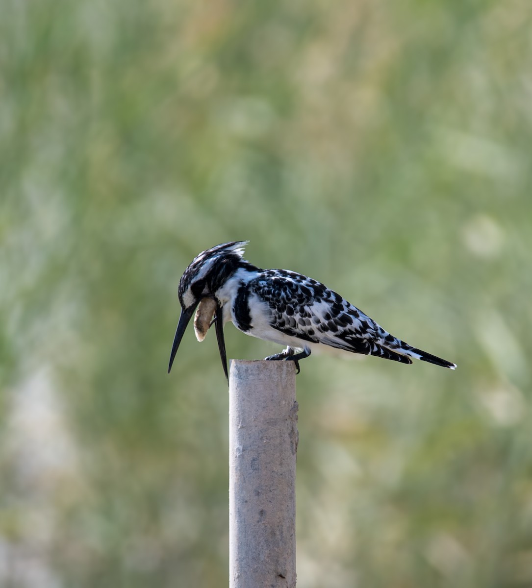 Pied Kingfisher - ML646392992