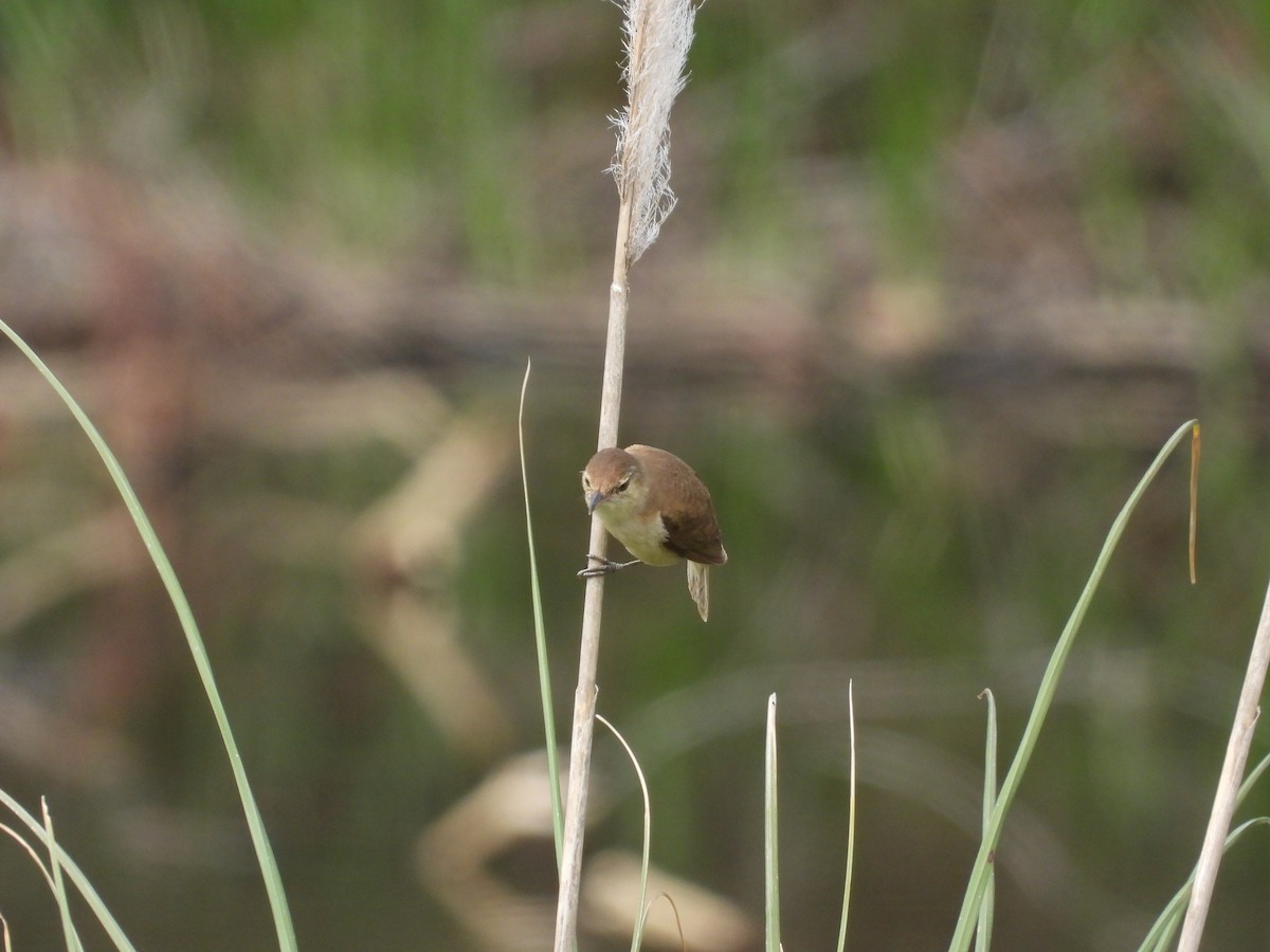 Australian Reed Warbler - ML646392994