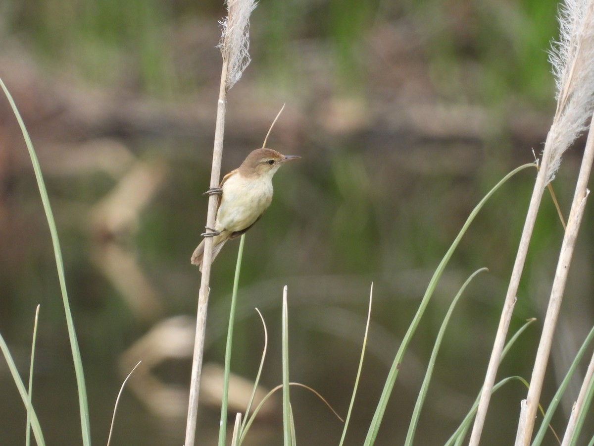 Australian Reed Warbler - ML646392995