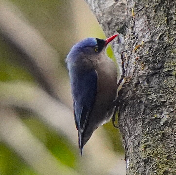 Velvet-fronted Nuthatch - ML646392996