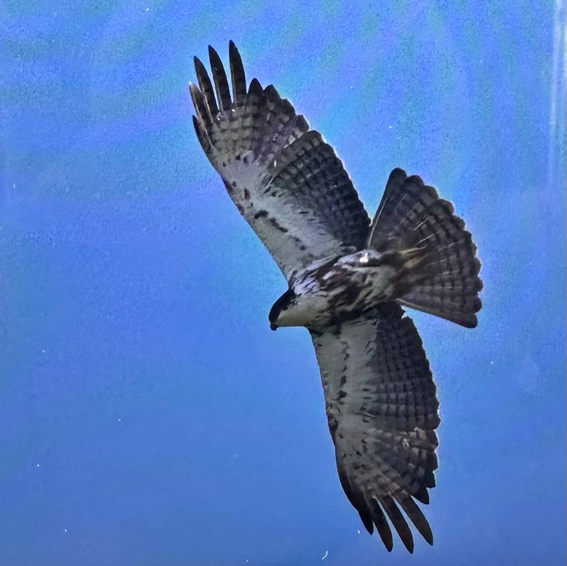 Rufous-bellied Eagle - ML646392997