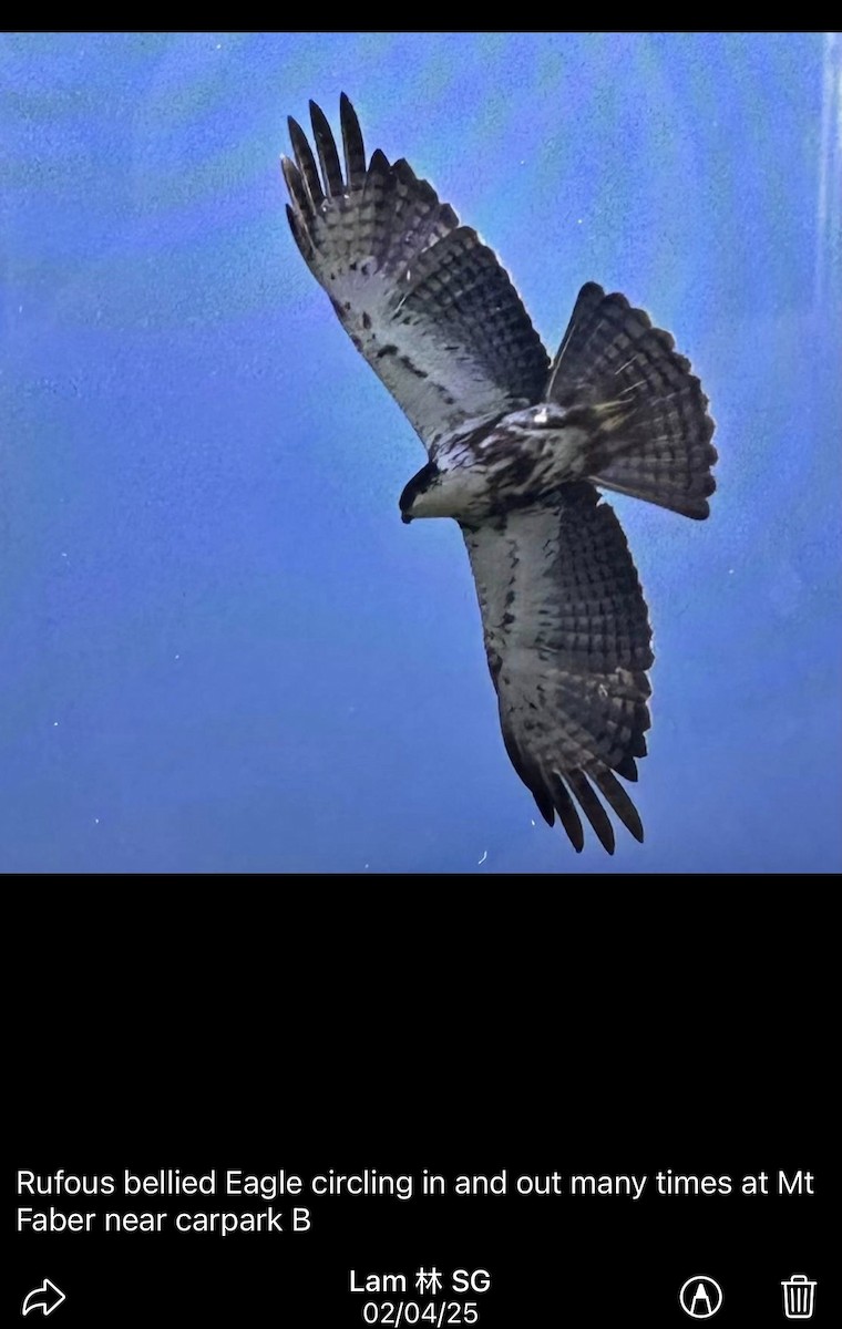Rufous-bellied Eagle - ML646392998