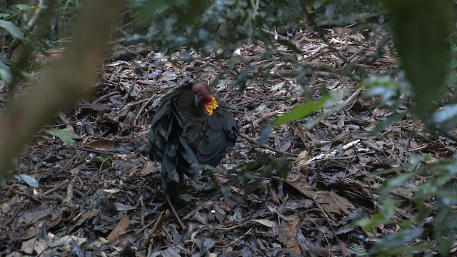 Australian Brushturkey (Yellow-pouched) - ML646392999