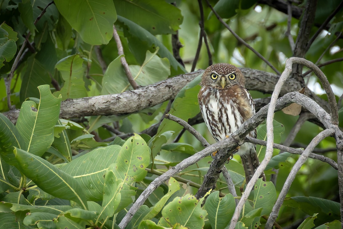 Pearl-spotted Owlet - ML646393000