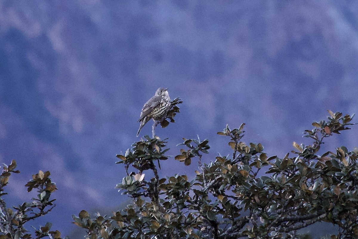 Mistle Thrush - ML646393002