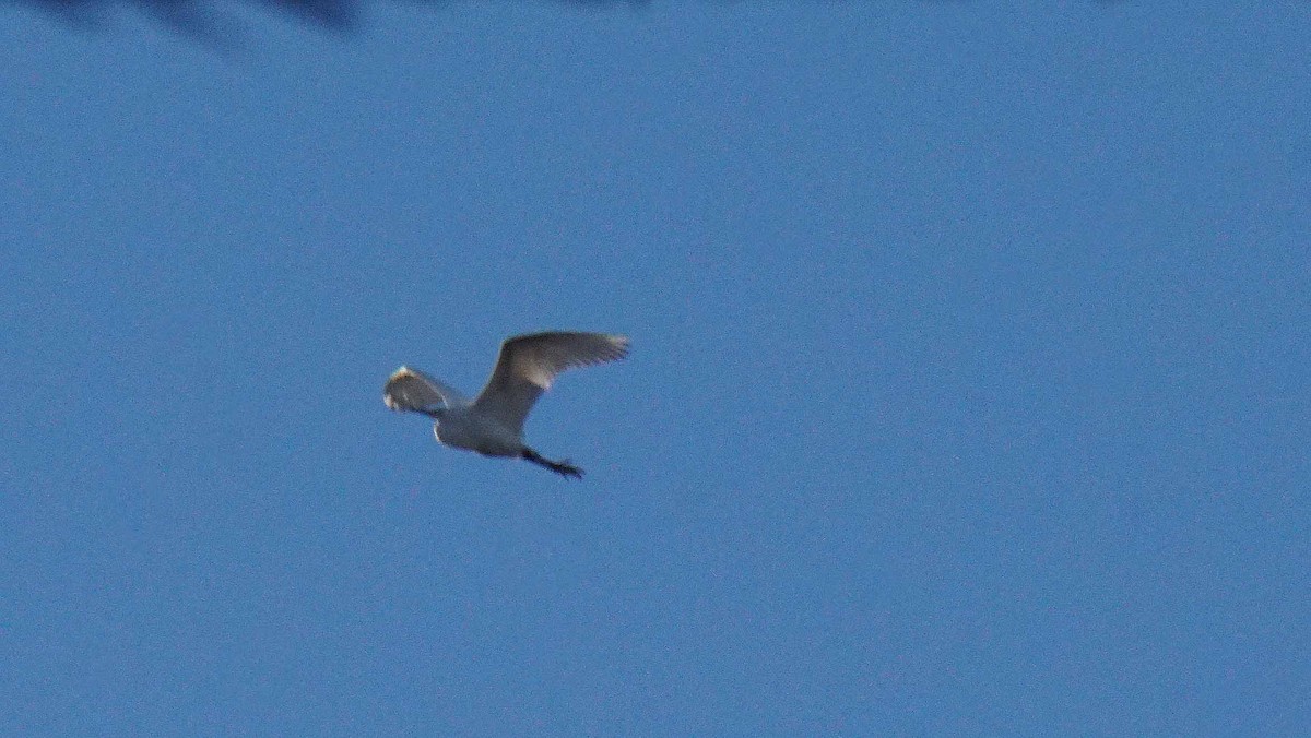 Great Egret - ML646393003