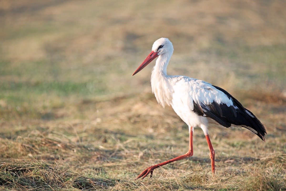 White Stork - ML646393004