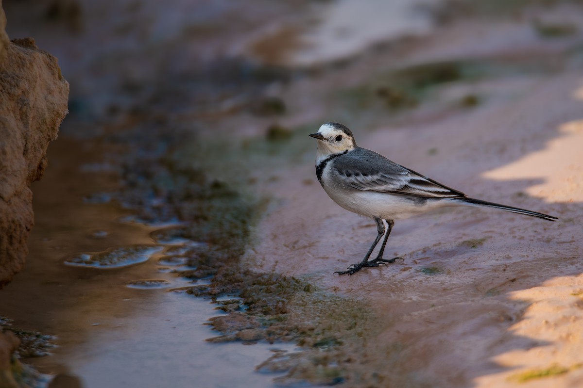 White Wagtail - ML646393005