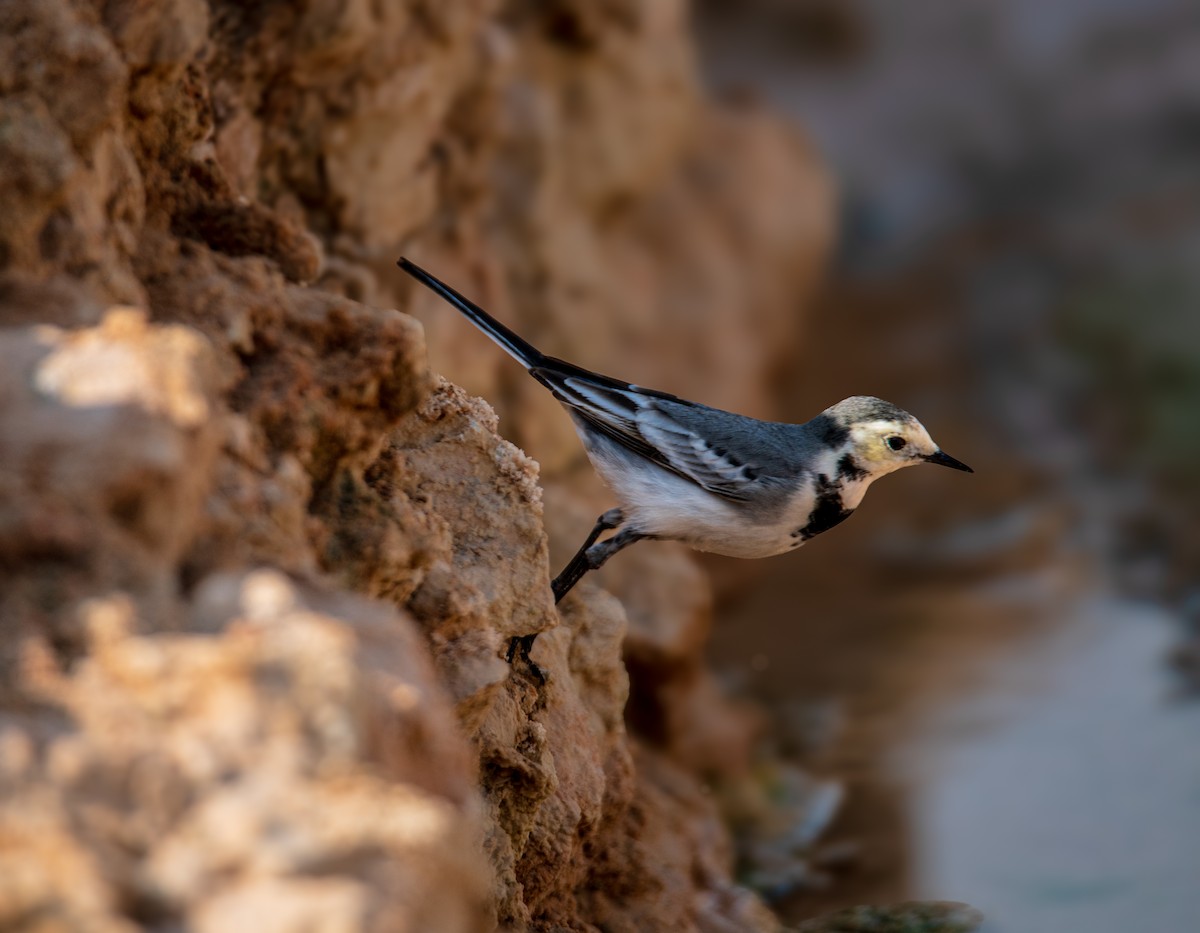 White Wagtail - ML646393006