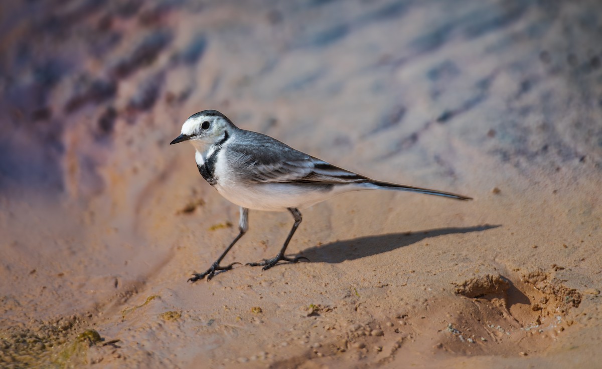 White Wagtail - ML646393007