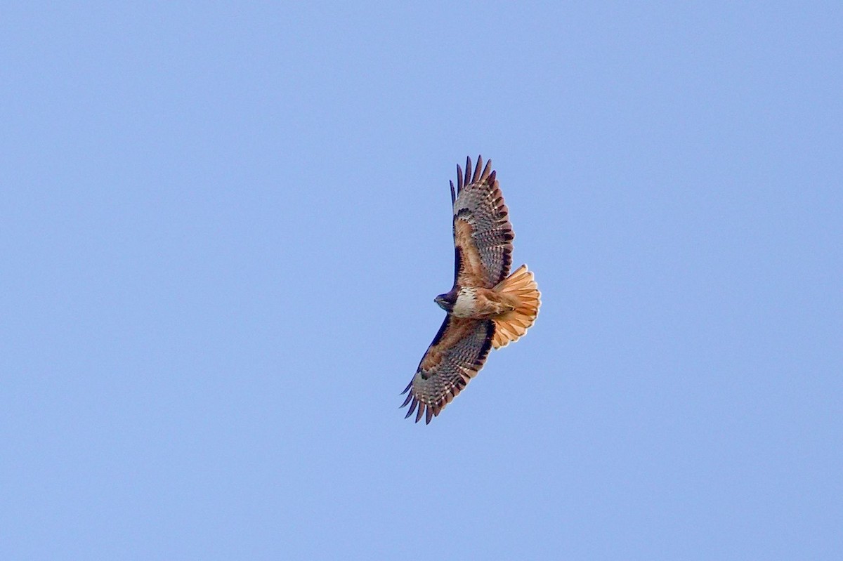 Red-tailed Hawk - ML646393008