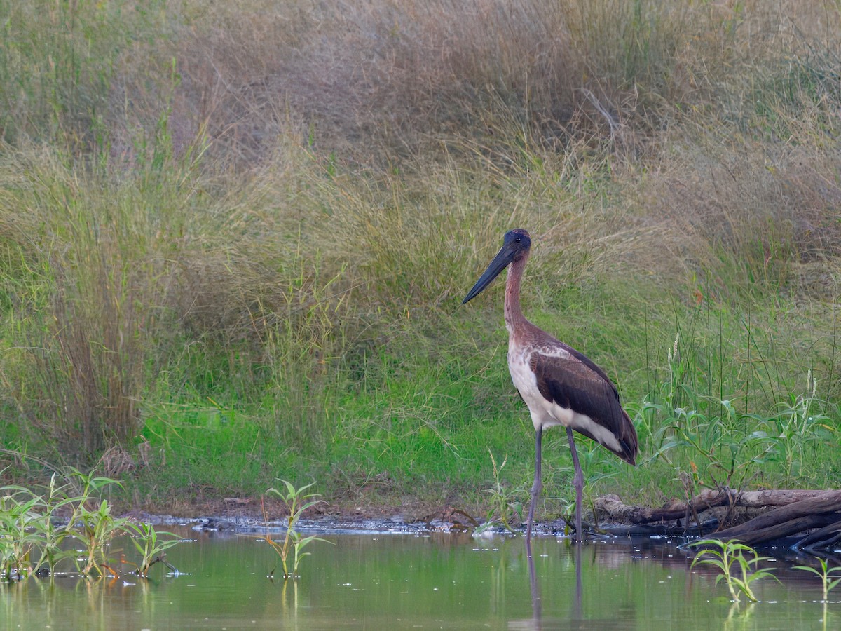 Black-necked Stork - ML646393011