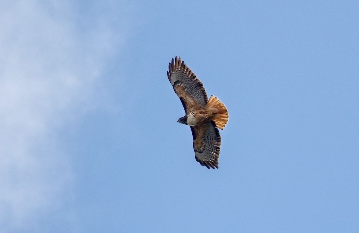 Red-tailed Hawk - ML646393012
