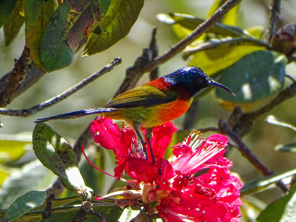 Green-tailed Sunbird - ML646393013