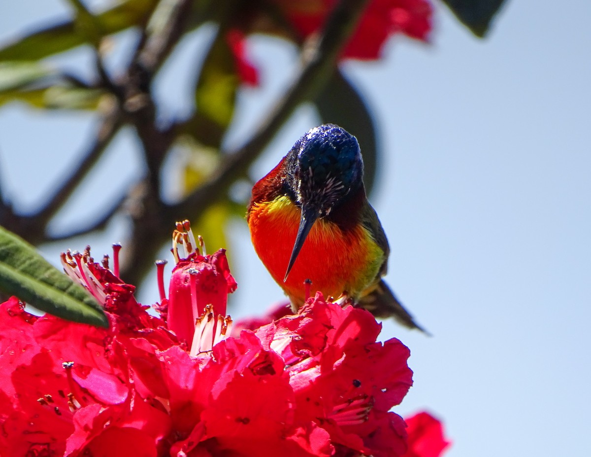 Green-tailed Sunbird - ML646393014