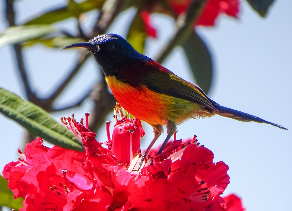 Green-tailed Sunbird - ML646393015