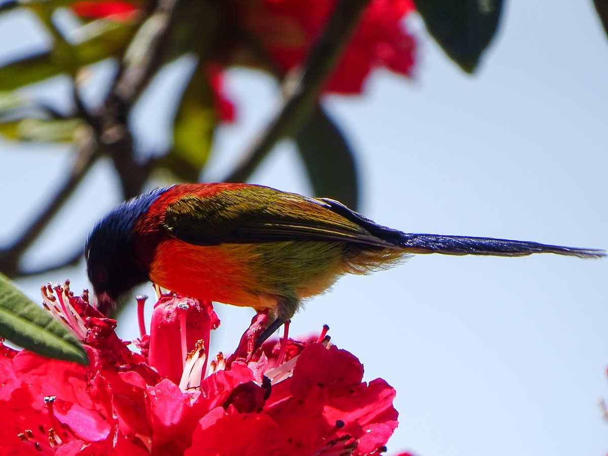 Green-tailed Sunbird - ML646393016