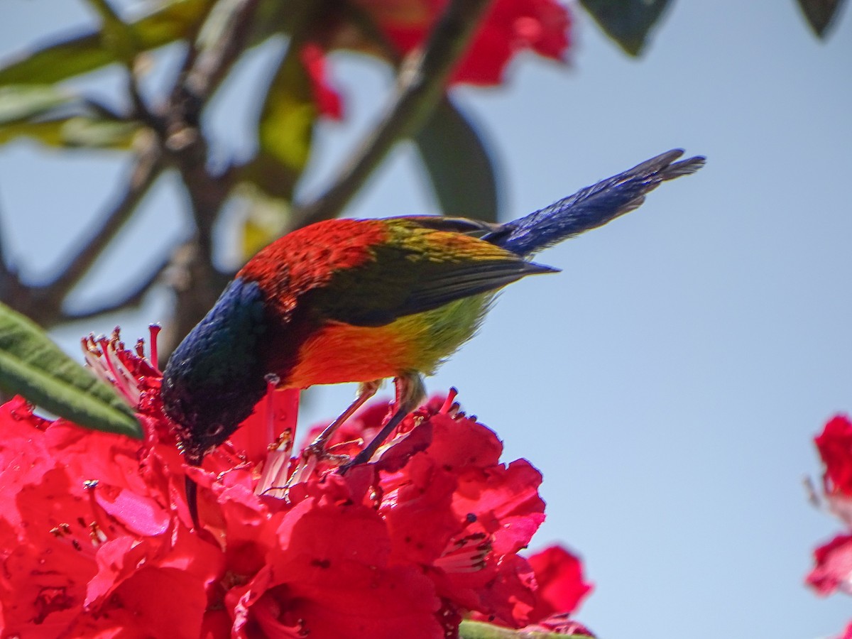 Green-tailed Sunbird - ML646393017