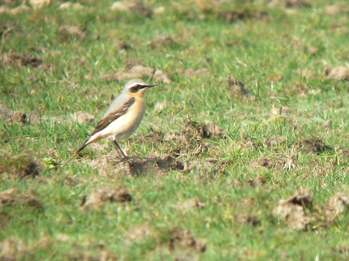 Northern Wheatear - ML646393018