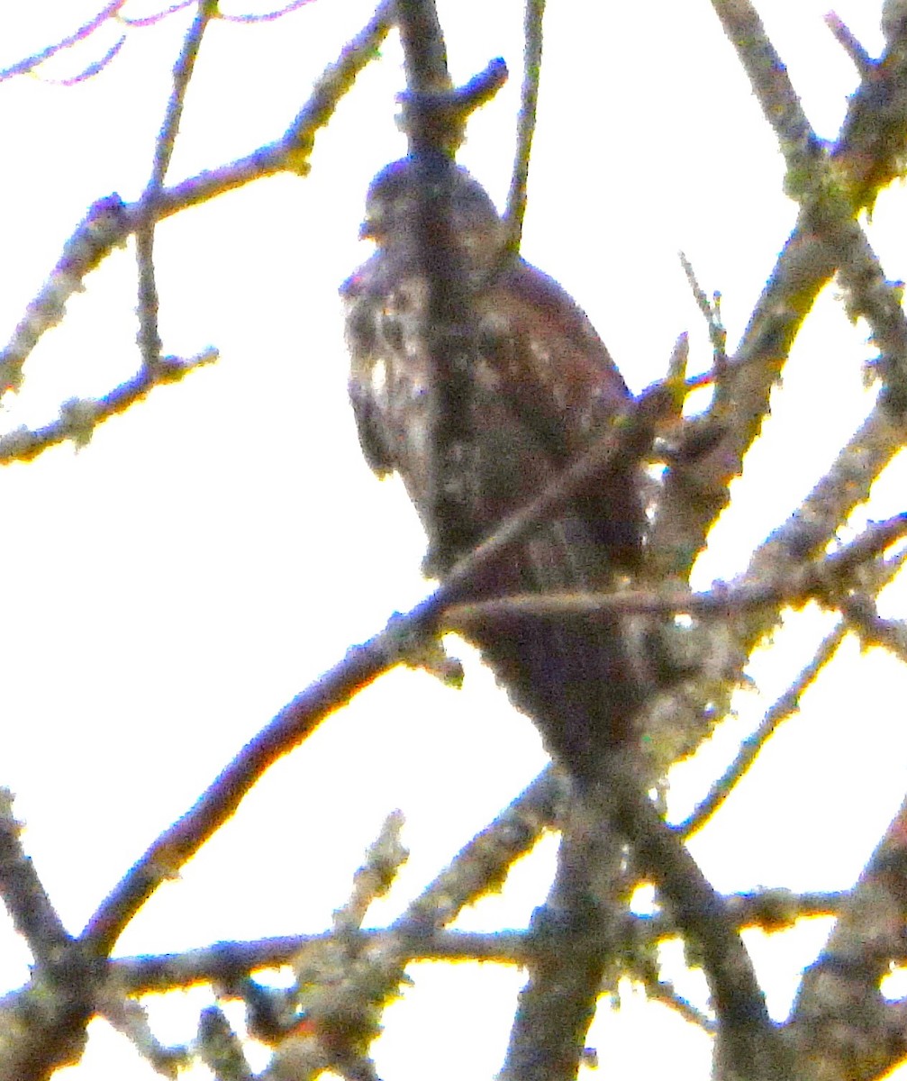 Common Buzzard - ML646393019
