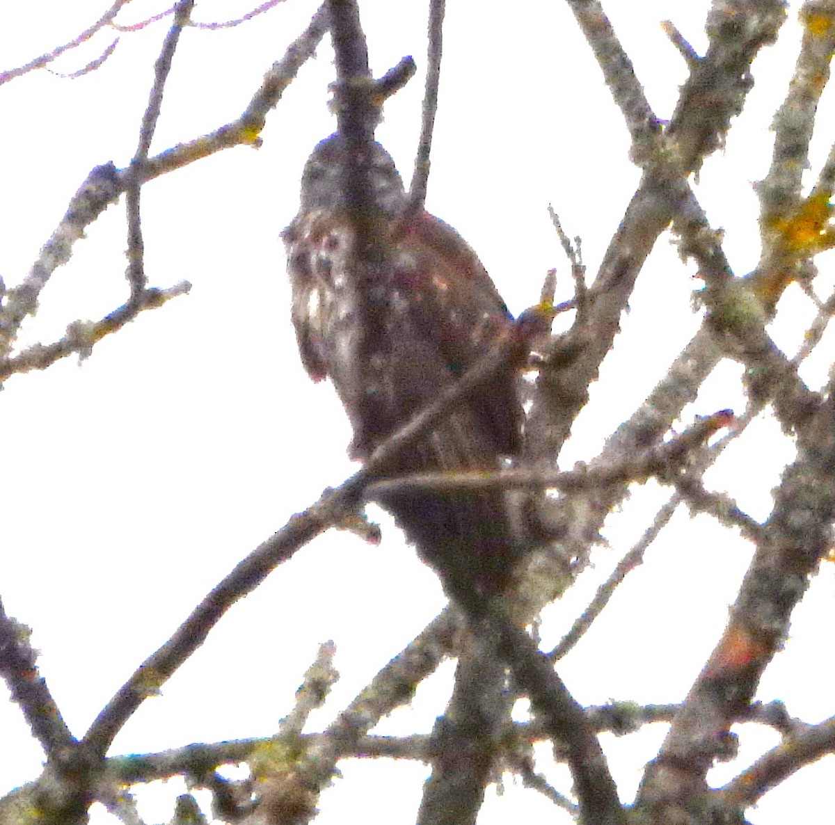 Common Buzzard - ML646393020