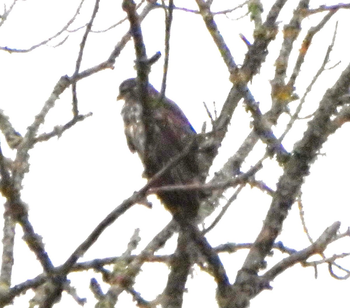 Common Buzzard - ML646393021