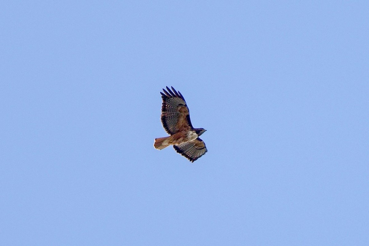 Red-tailed Hawk - ML646393022
