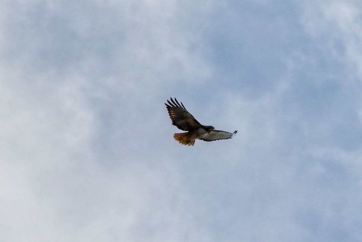 Red-tailed Hawk - ML646393025