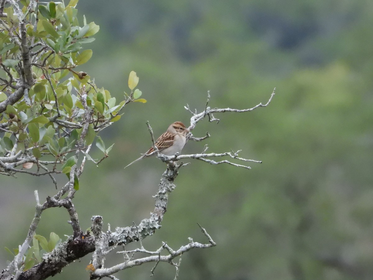 Chipping Sparrow - ML646393027