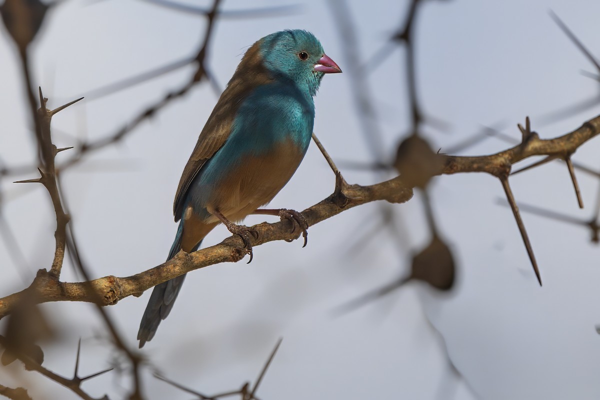Blue-capped Cordonbleu - ML646393032