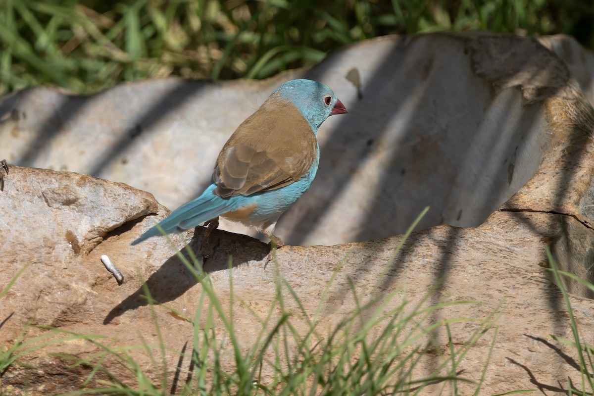 Blue-capped Cordonbleu - ML646393033