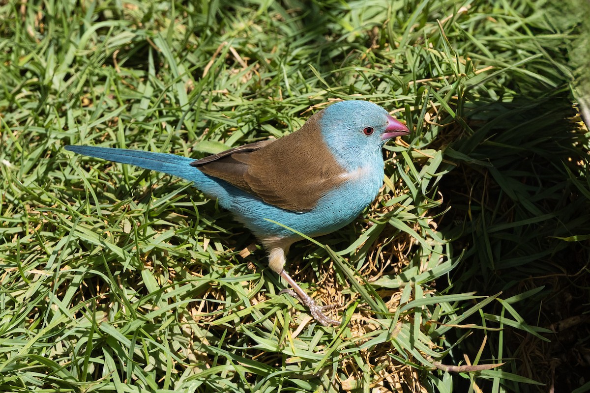 Blue-capped Cordonbleu - ML646393034