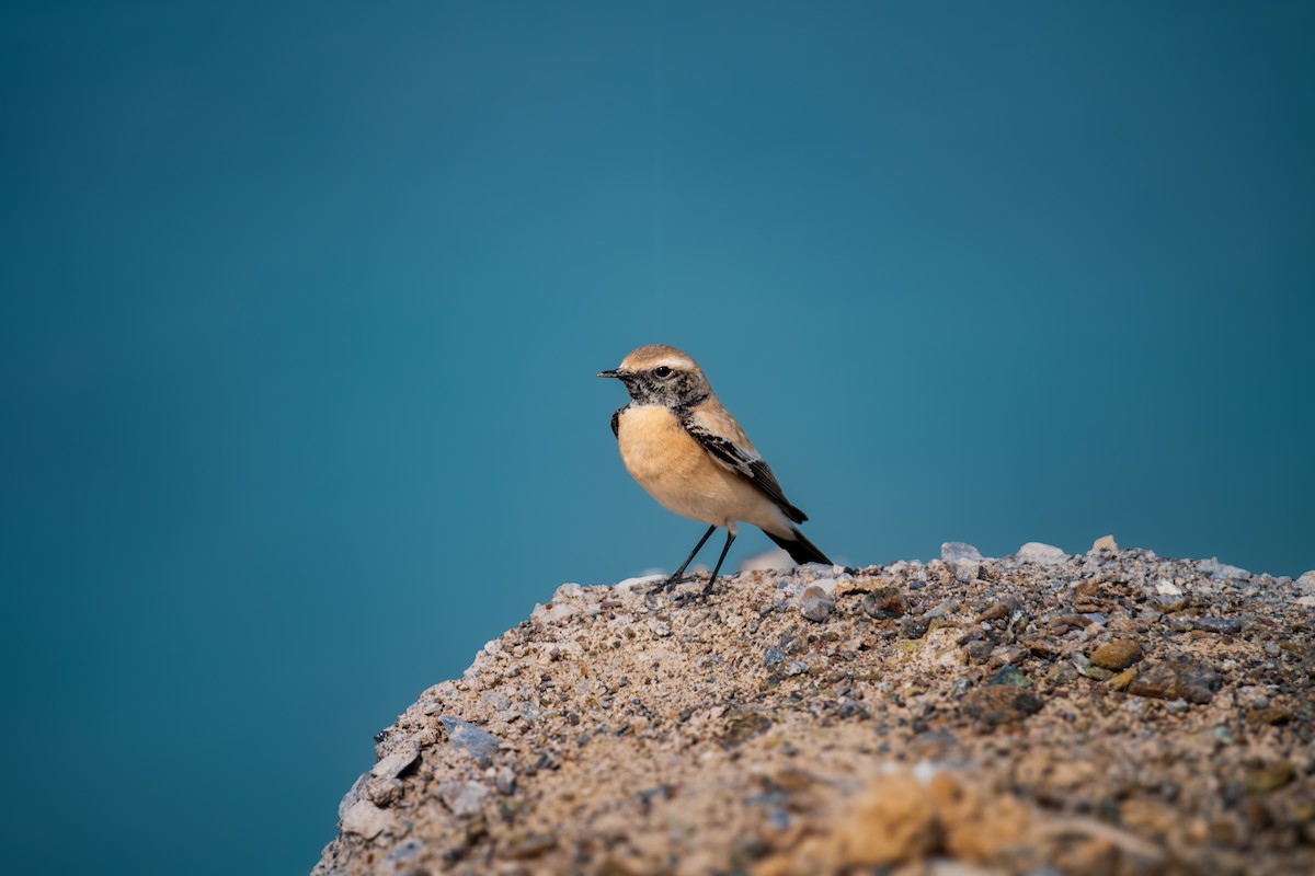 Desert Wheatear - ML646393037
