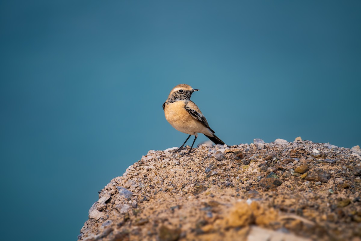 Desert Wheatear - ML646393038