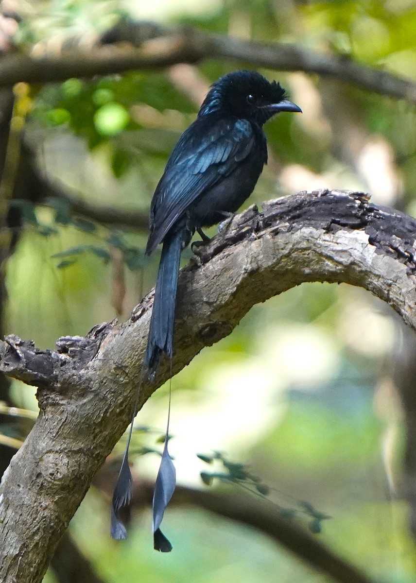 Greater Racket-tailed Drongo - ML646393041