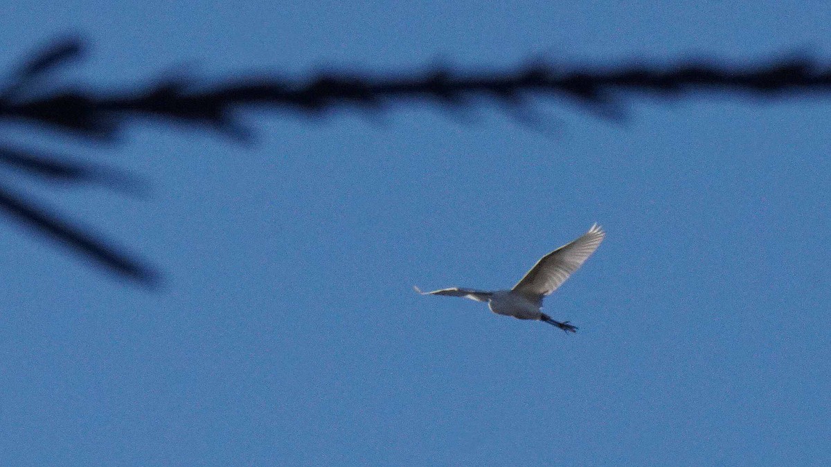 Great Egret - ML646393042