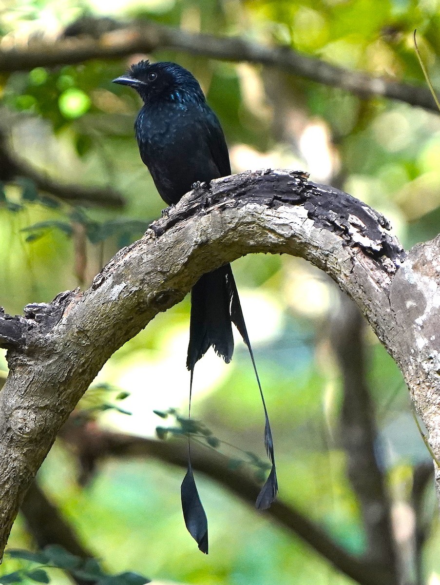 Greater Racket-tailed Drongo - ML646393043