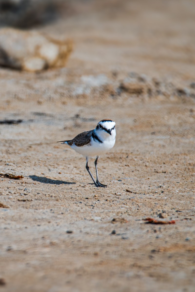 Kentish Plover - ML646393044