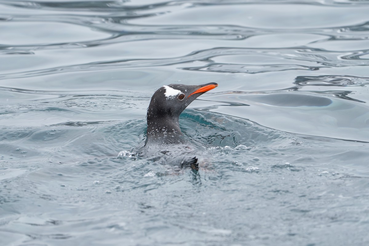 Gentoo Penguin - ML646393046