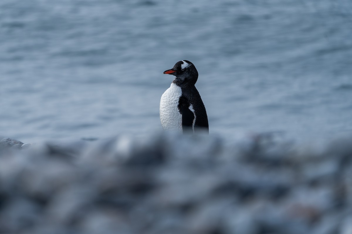 Gentoo Penguin - ML646393047
