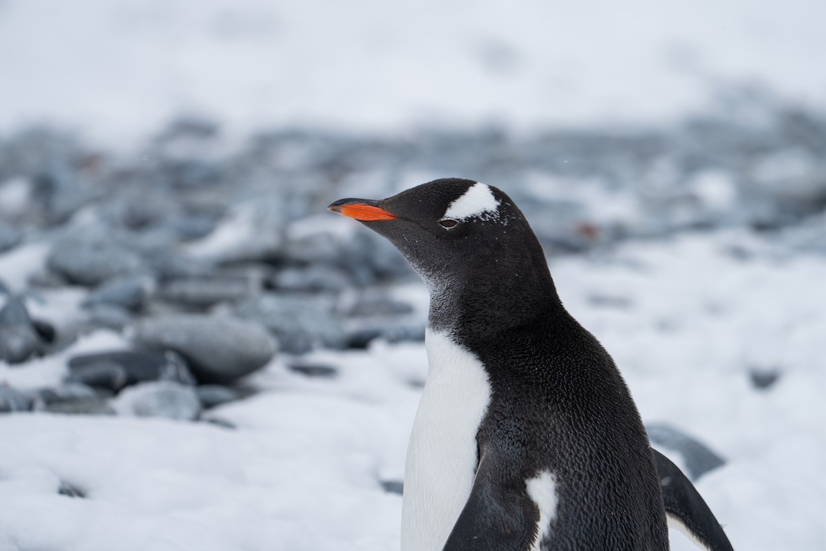 Gentoo Penguin - ML646393048
