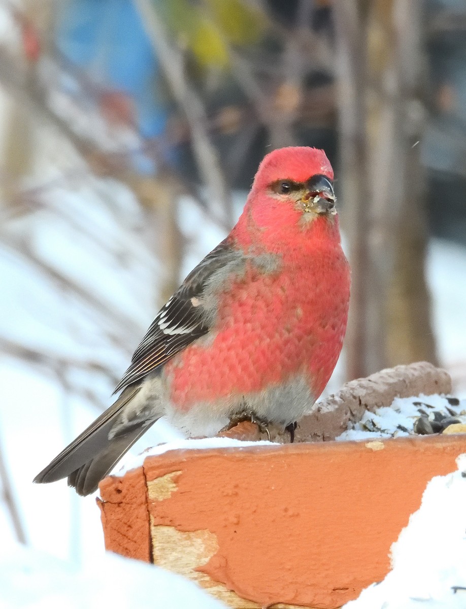 Pine Grosbeak - ML646393050
