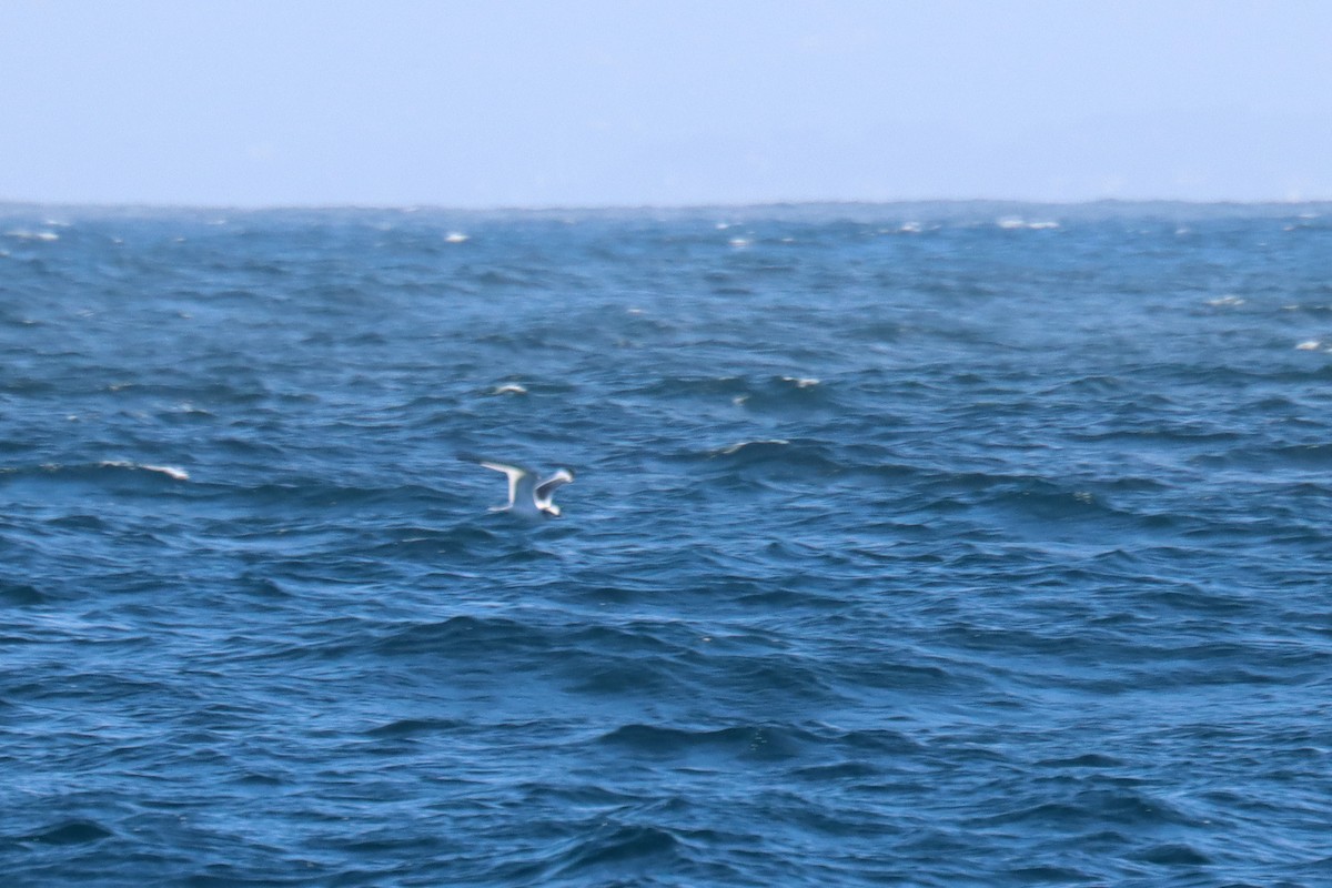 Sabine's Gull - ML646393051