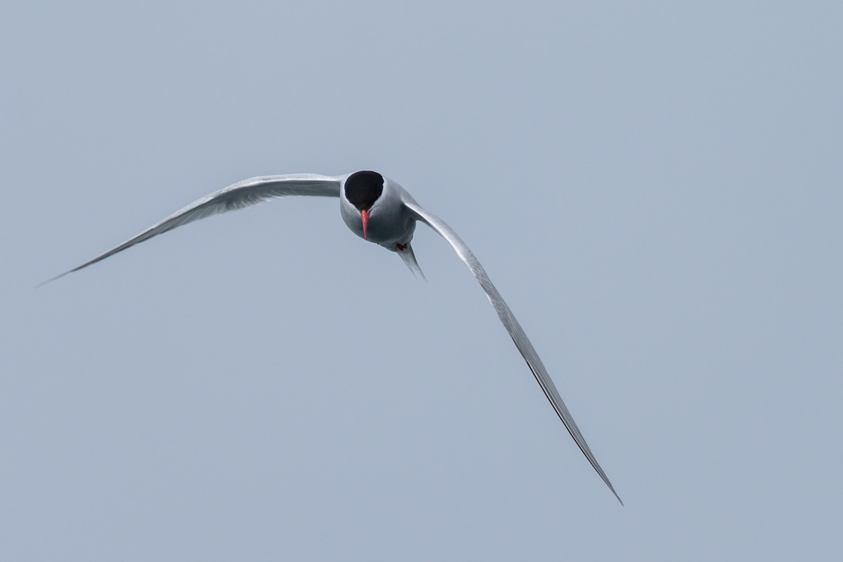 Antarctic Tern - ML646393053