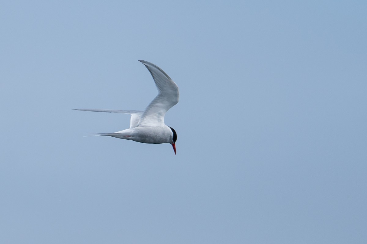 Antarctic Tern - ML646393054